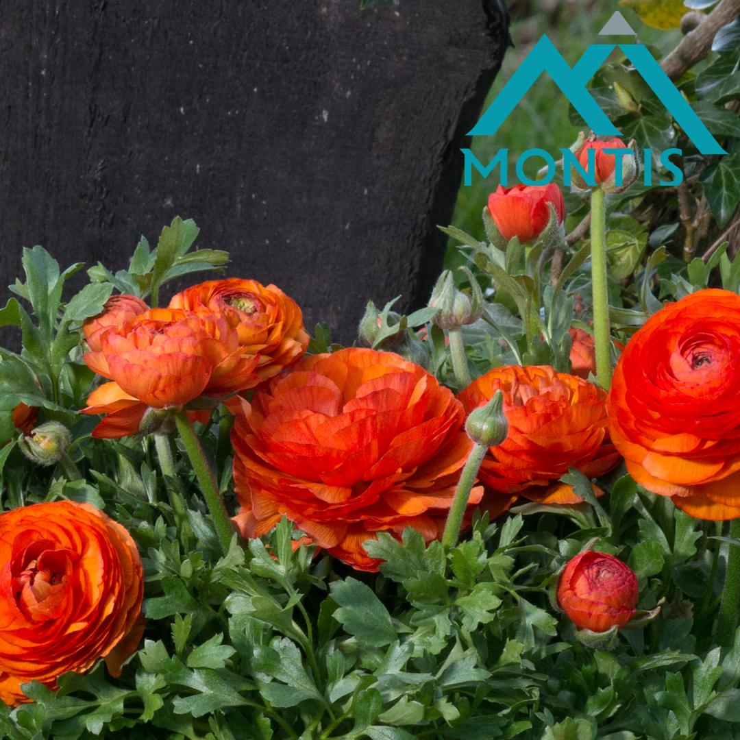 Ranunculus 'Sprinkles Red-Yellow'