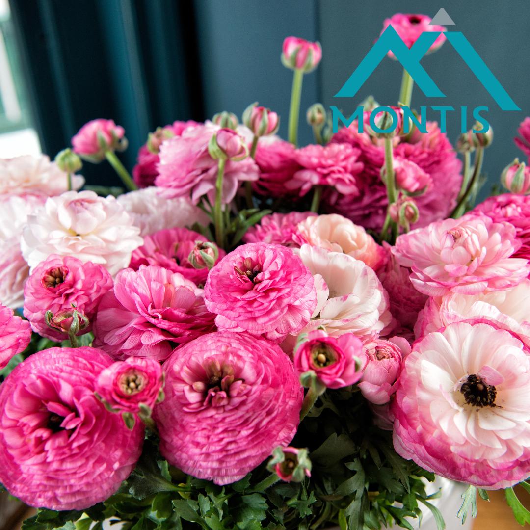 Ranunculus 'Sprinkles Violet Bicolor'