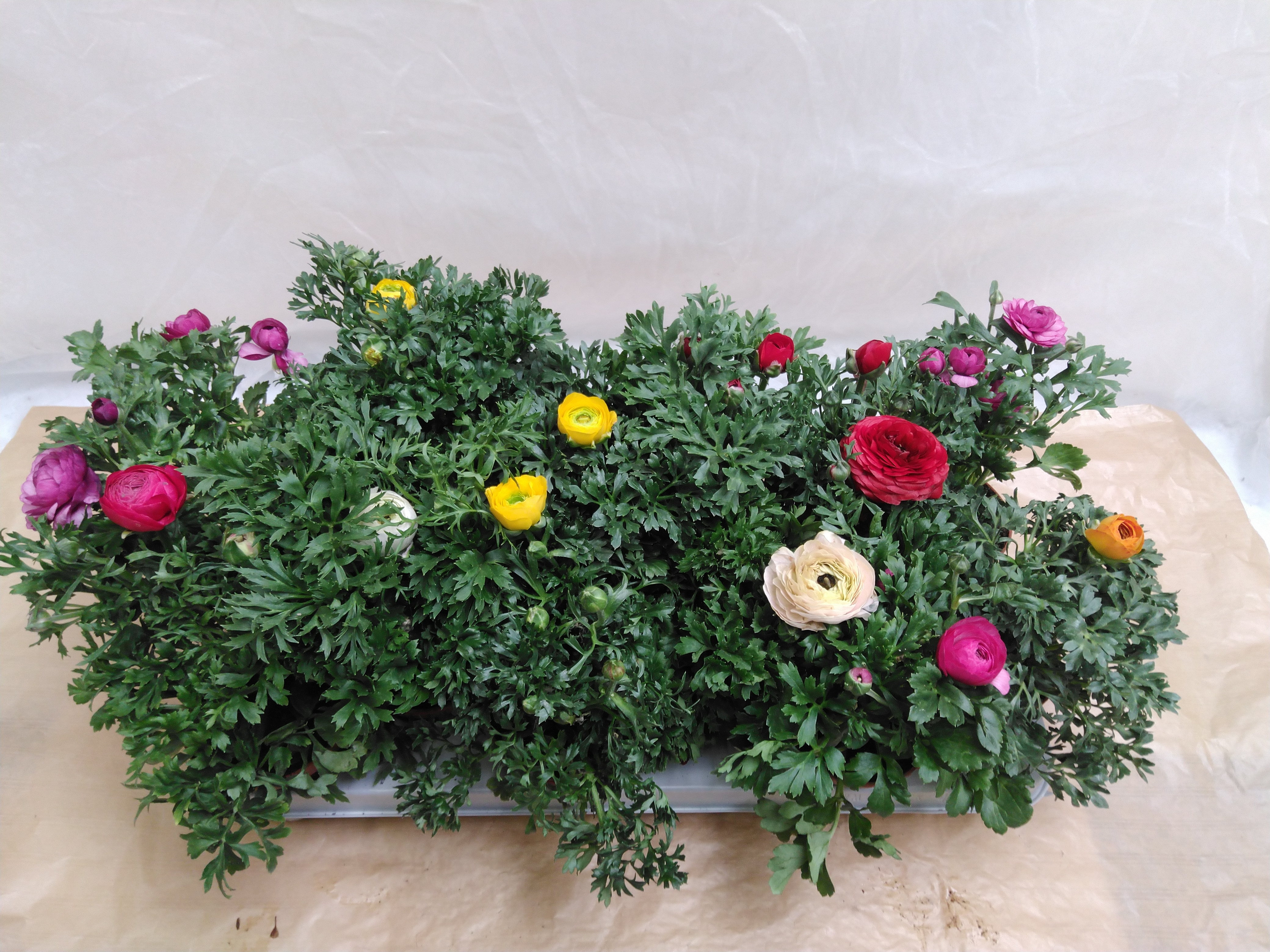 Ranunculus 'Sprinkles Dwarf' .mix Ranunculus 'Sprinkles Dwarf' .mix