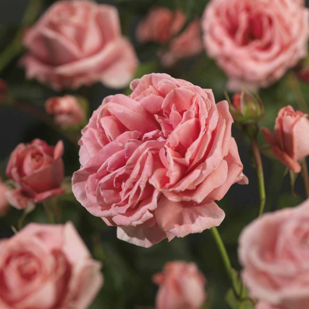 Rosa 'Coral Dawn'®
