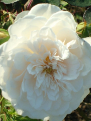 Rosa 'Colonial White' ®