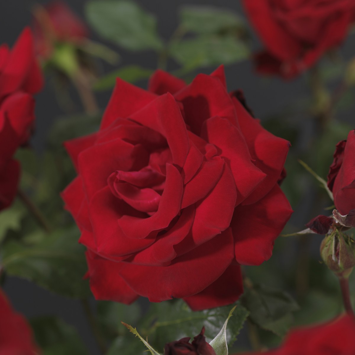 Rosa 'Dame de Coeur'(TH) Rosa 'Dame de Coeur'(TH)