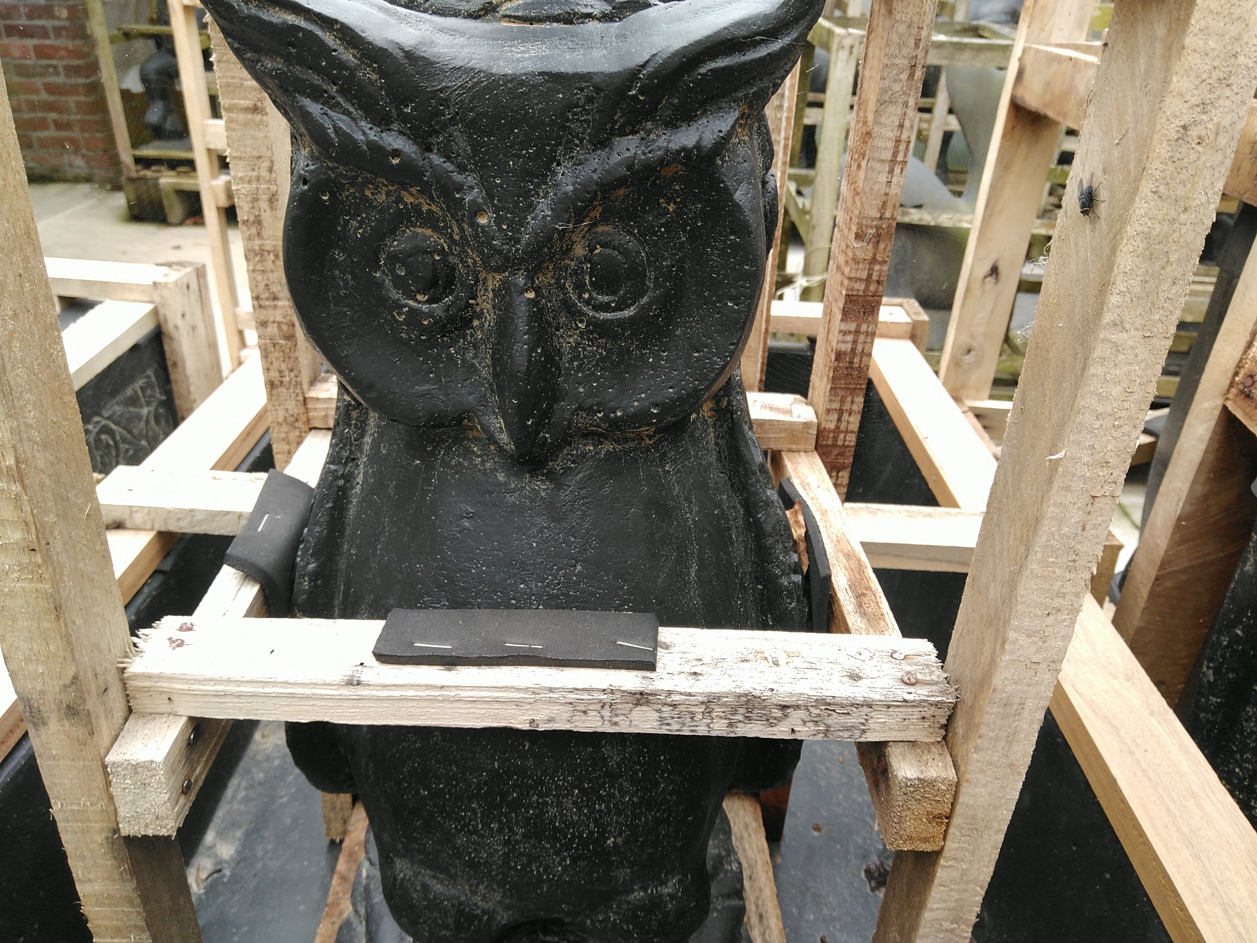 Basaniet -Owl little owl