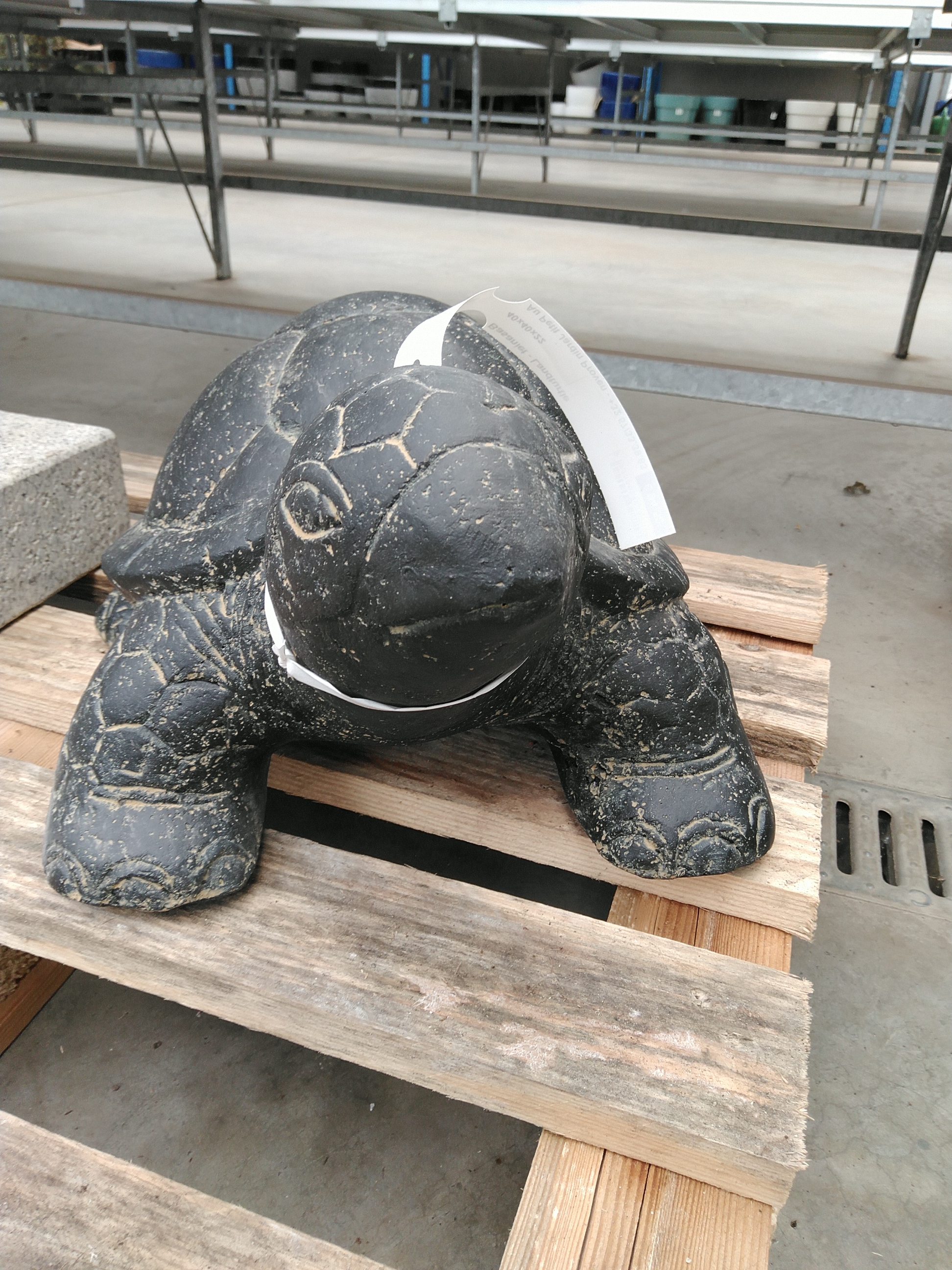 Basaniet - Landturtle