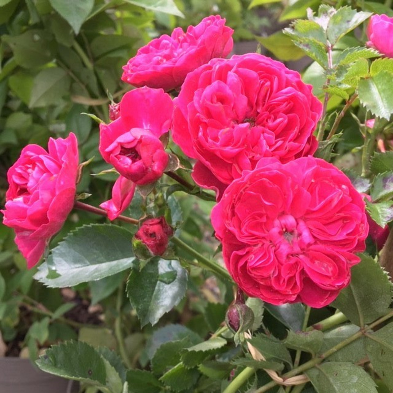 Rosa 'Excelsa'(K) Rosa 'Excelsa'(K)