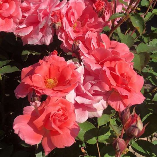 Rosa 'Favori' Rosa 'Favori'