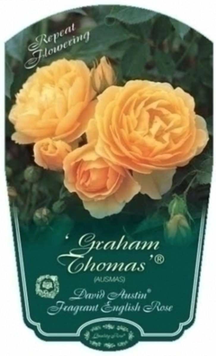 Rosa 'Graham Thomas' ® Rosa 'Graham Thomas' ®