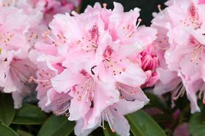 Rhododendron (T) 'Alb. Schweitzer' Rhododendron (T) 'Alb. Schweitzer'