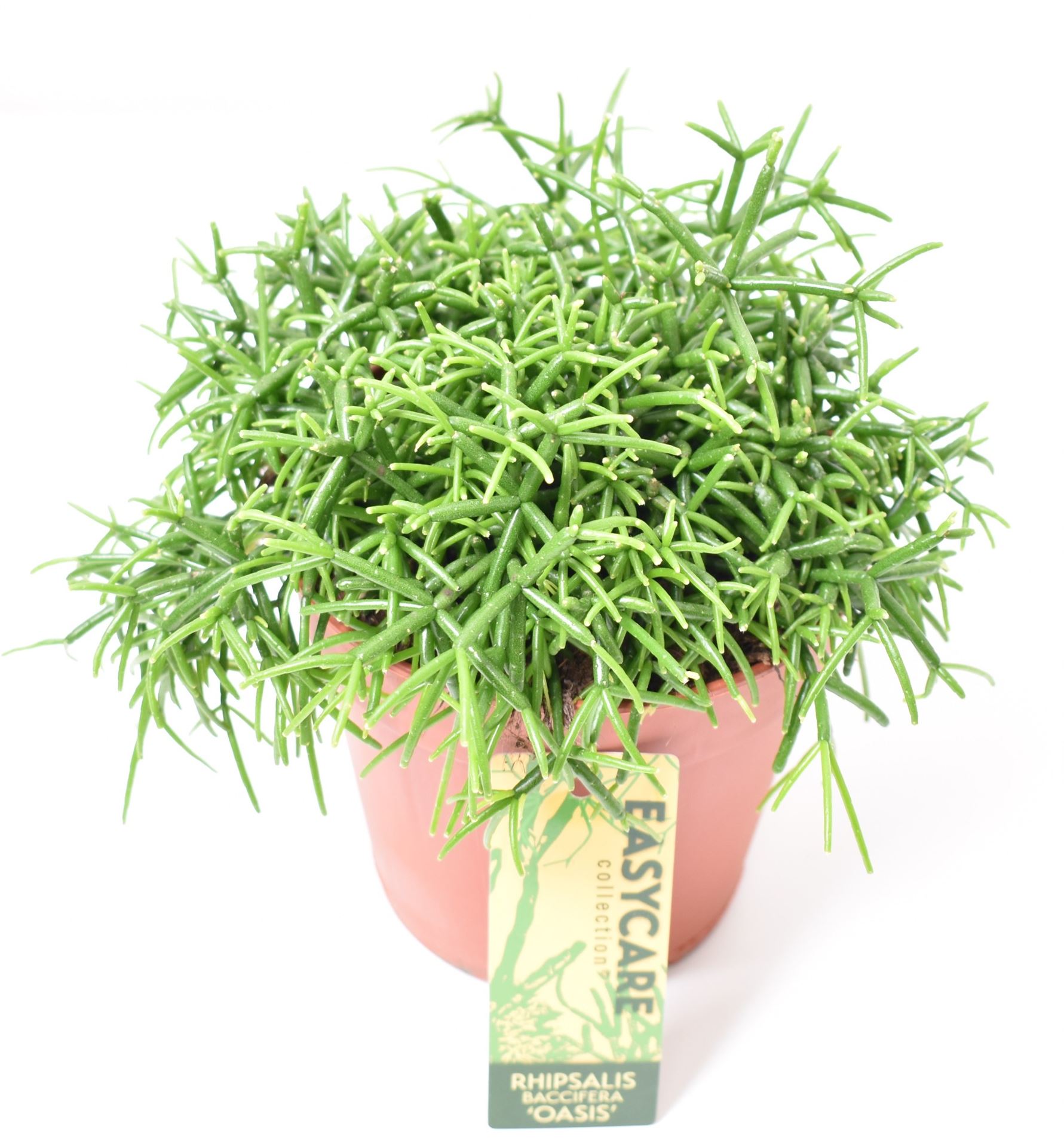 Rhipsalis baccifera 'Oasis'
