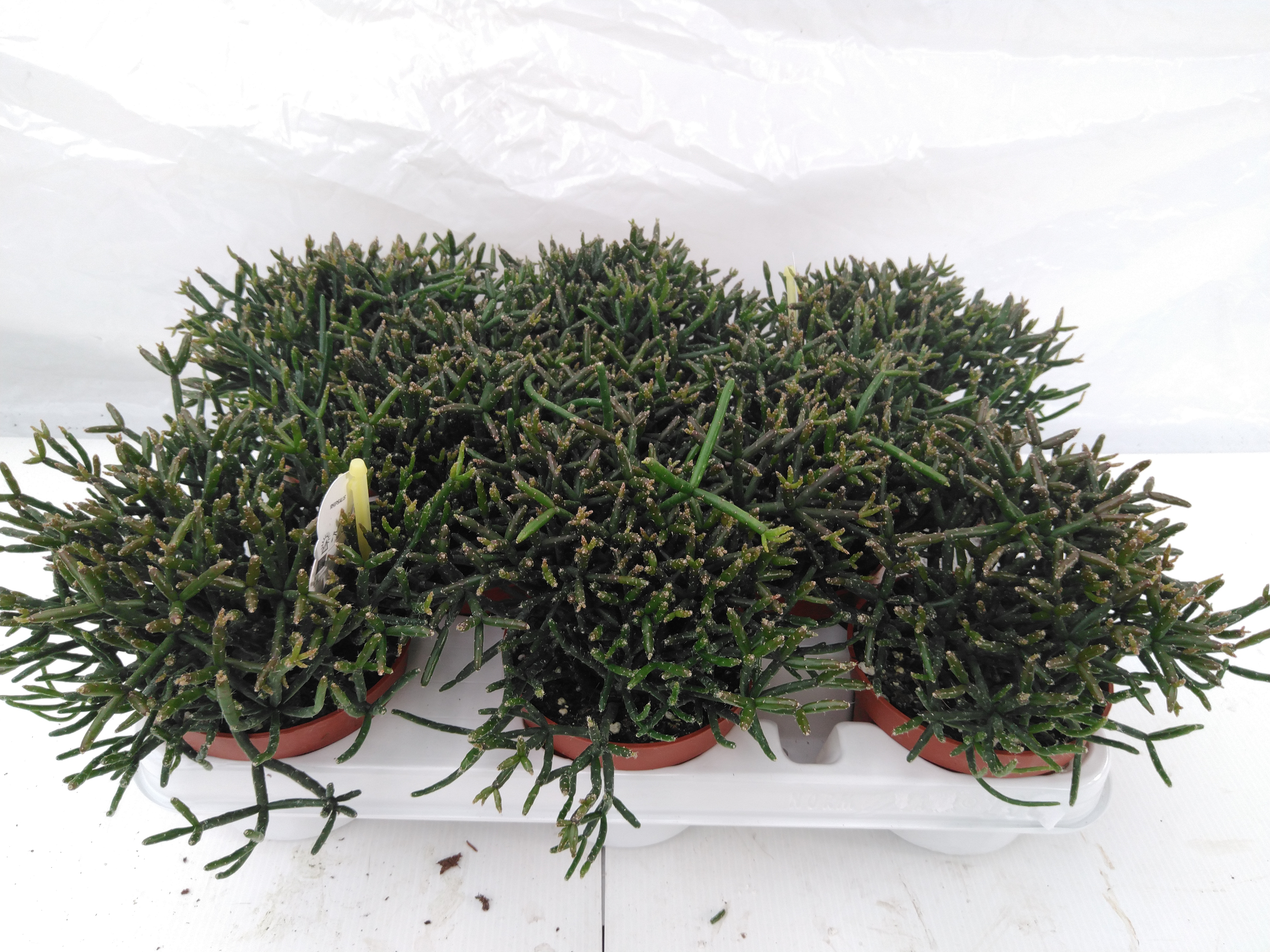 Rhipsalis burchellii