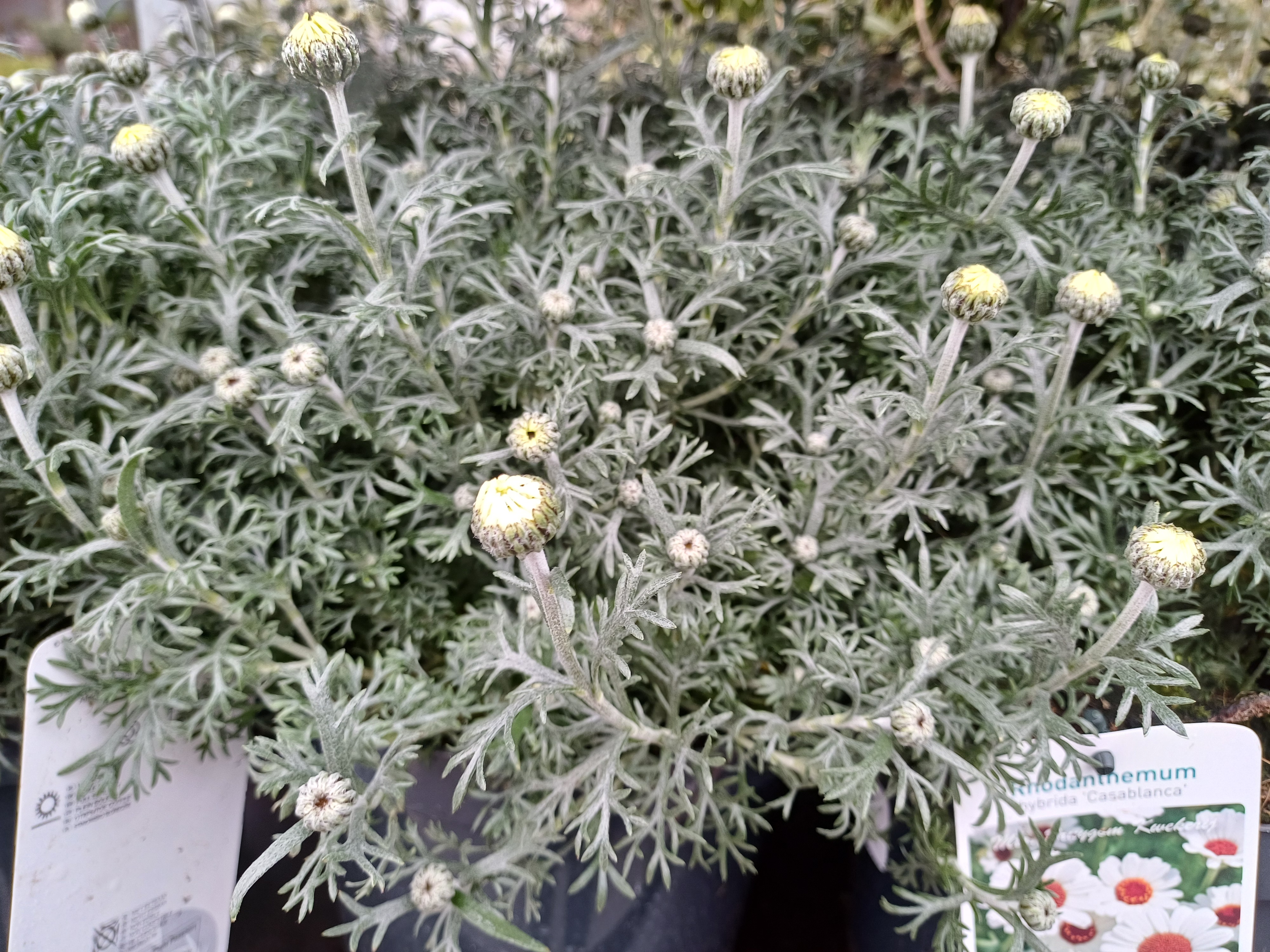Rhodanthemum 'Casablanca' Rhodanthemum 'Casablanca'
