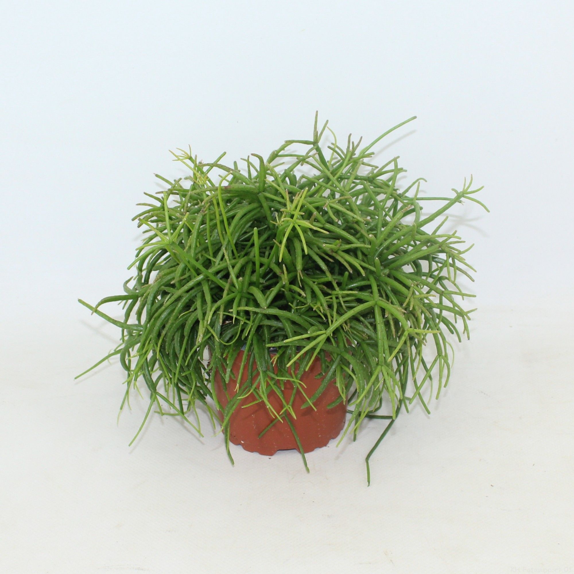 Rhipsalis cassutha 'Oasis'