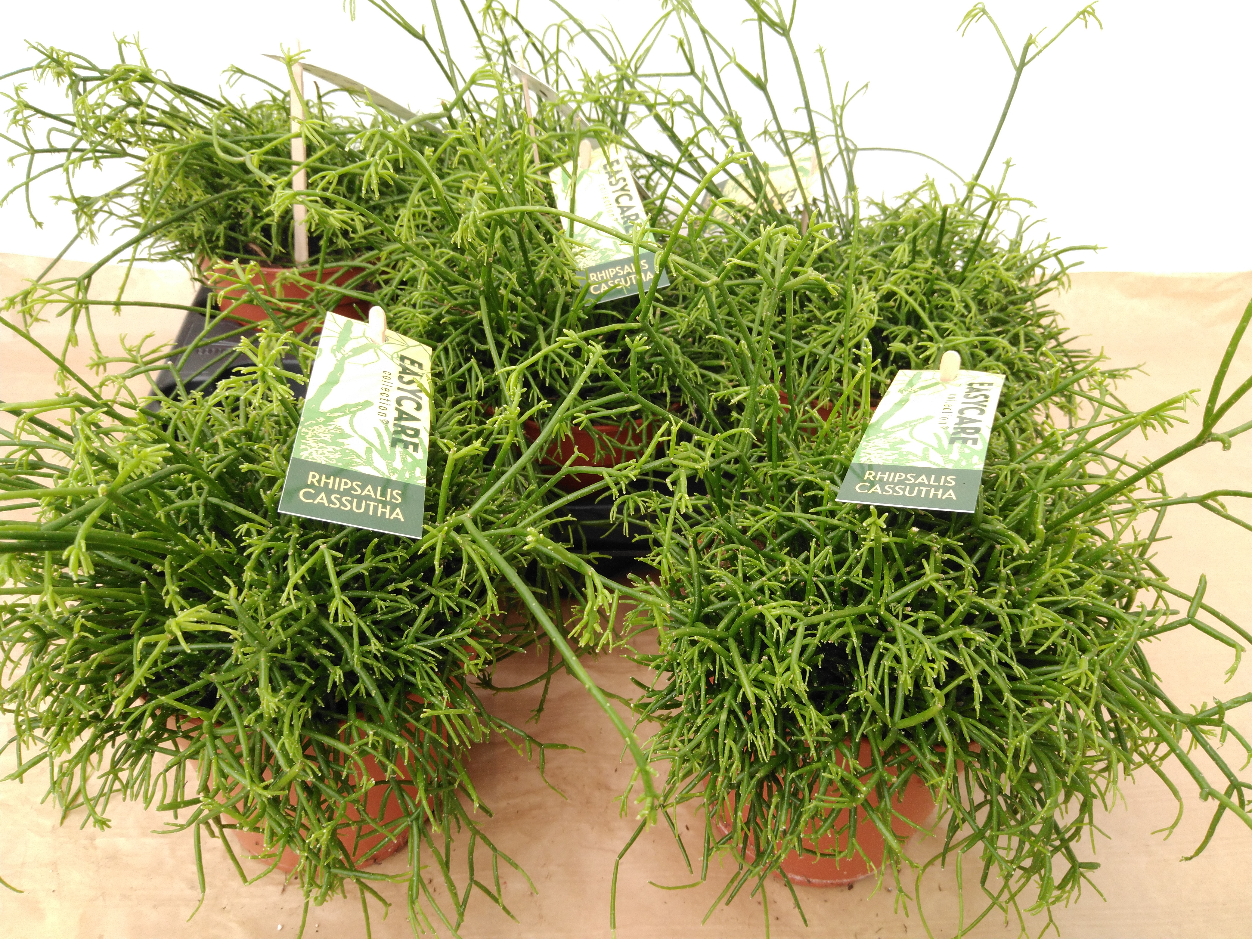 Rhipsalis cassutha Cassutha
