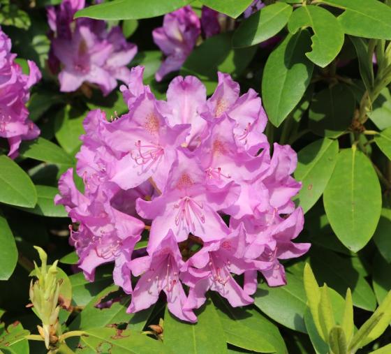 Rhododendron (T) 'Cataw. Boursault' Rhododendron (T) 'Cataw. Boursault'