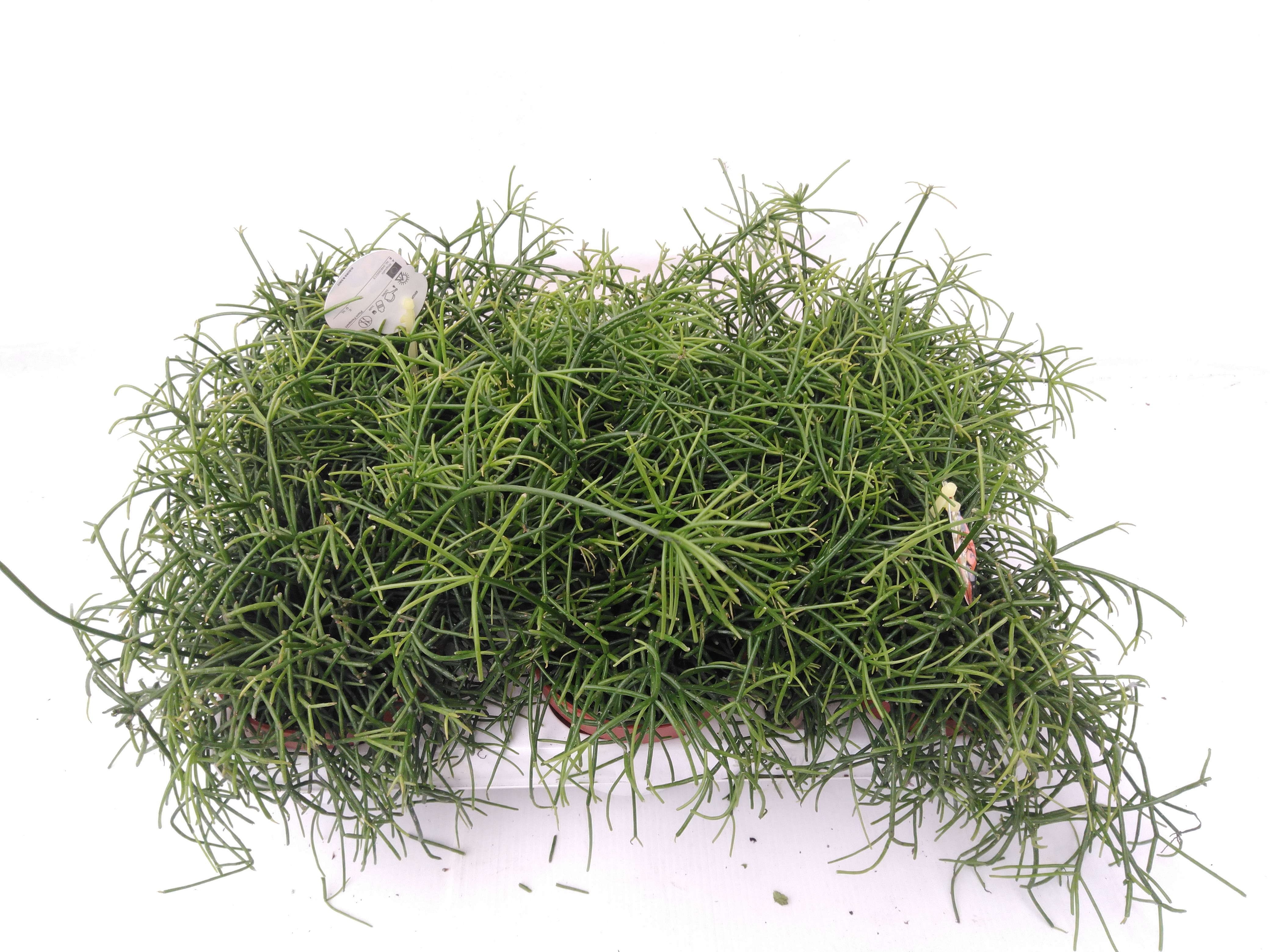 Rhipsalis cassutha 'Cassutha'