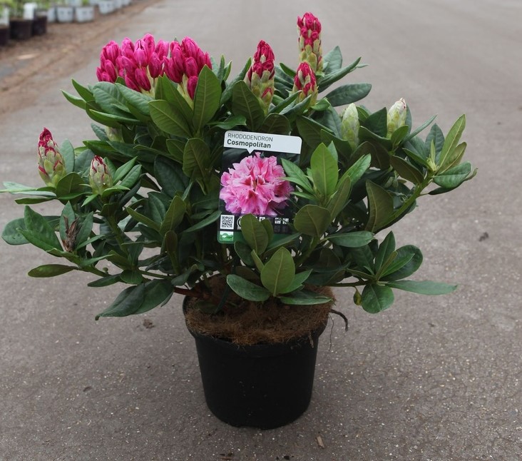 Rhododendron 'Cosmopolitan'