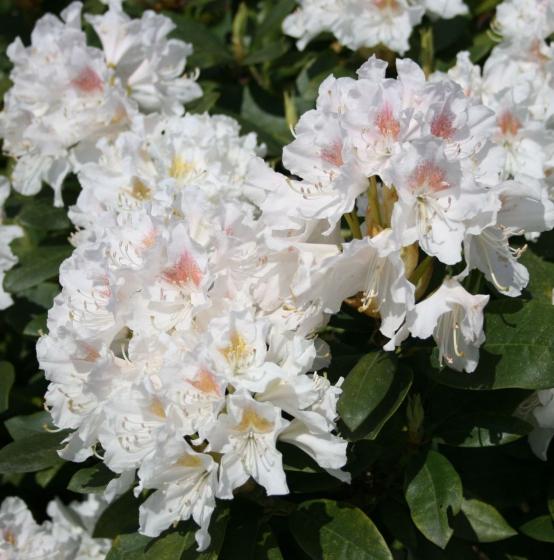 Rhododendron (T) 'Cunningh. White'