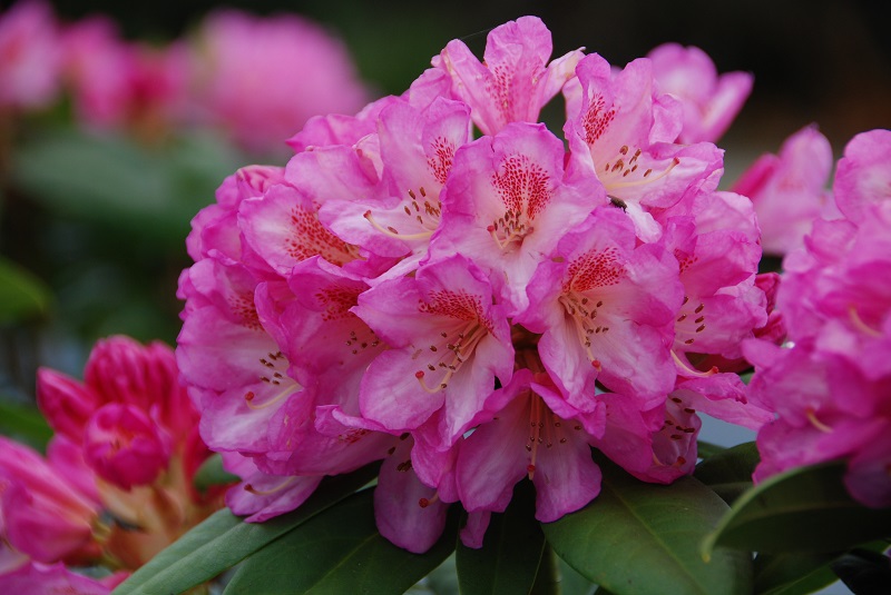 Rhododendron (T) 'Eucharitis' Rhododendron (T) 'Eucharitis'