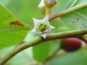 Rhamnus frangula 'Fine Line'