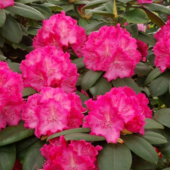Rhododendron (T) 'Germania' Rhododendron (T) 'Germania'