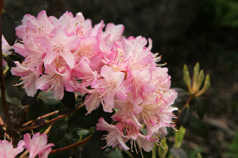 Rhododendron 'Ginny Gee' Rhododendron 'Ginny Gee'