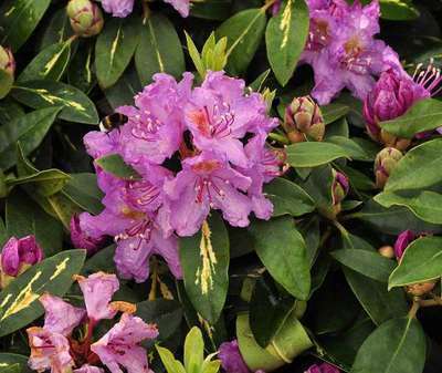 Rhododendron 'Goldflimmer'