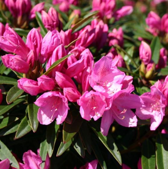 Rhododendron 'Graziella' Rhododendron 'Graziella'