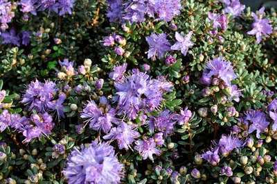 Rhododendron impeditum Rhododendron impeditum