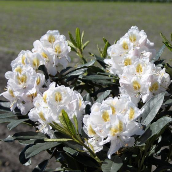 Rhododendron (T) 'Madame Masson' Rhododendron (T) 'Madame Masson'