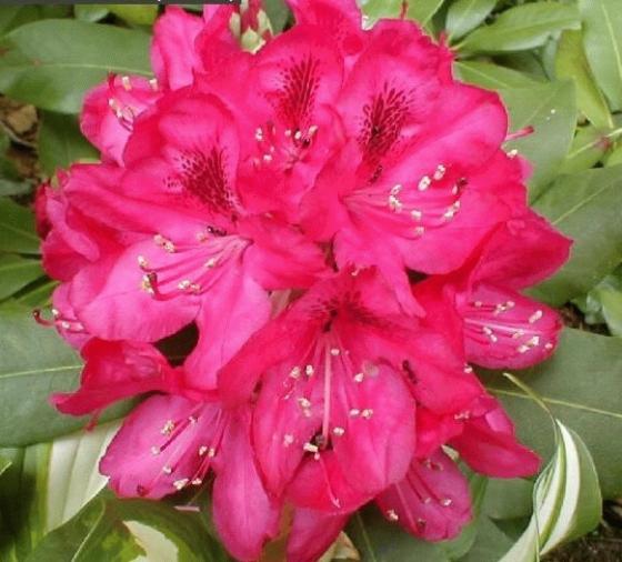 Rhododendron (T) 'Nova Zembla' Rhododendron (T) 'Nova Zembla'