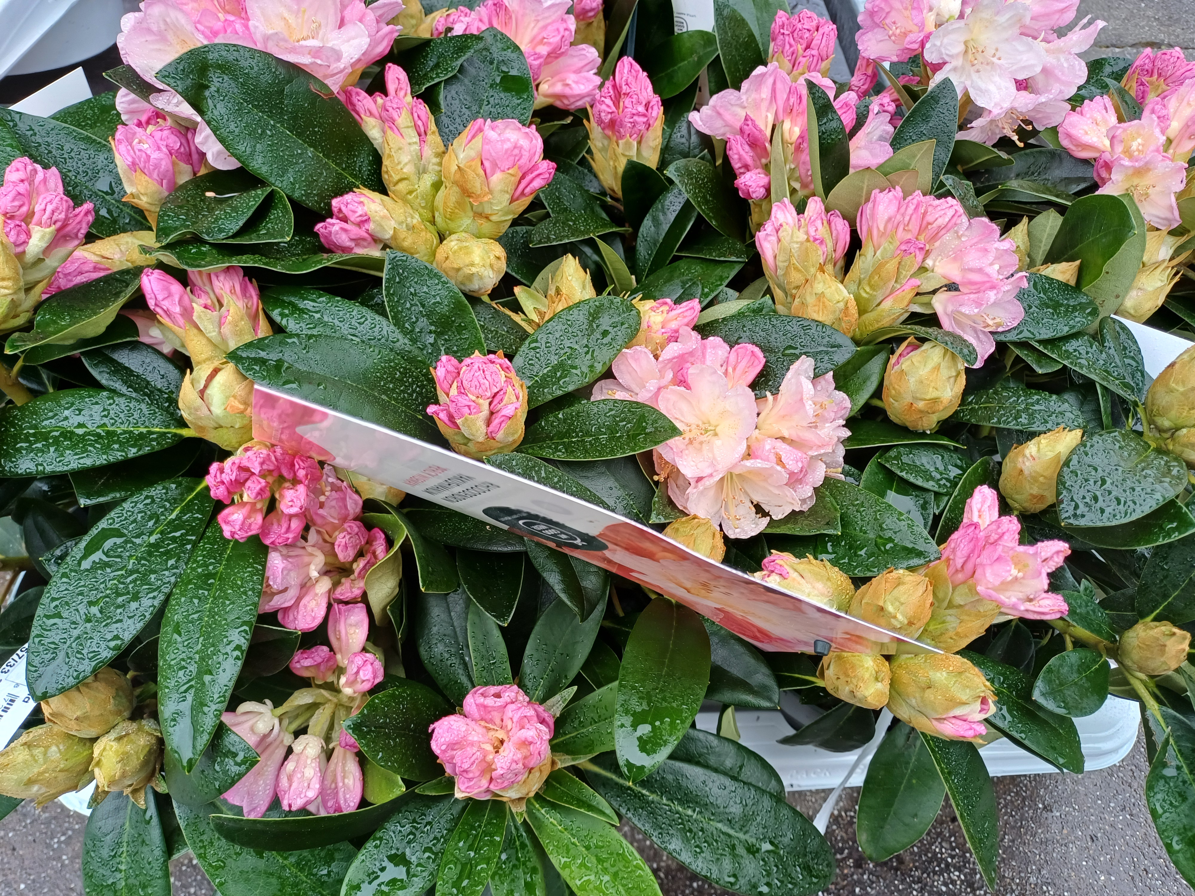 Rhododendron hybride -  Mix - kleurtonend
