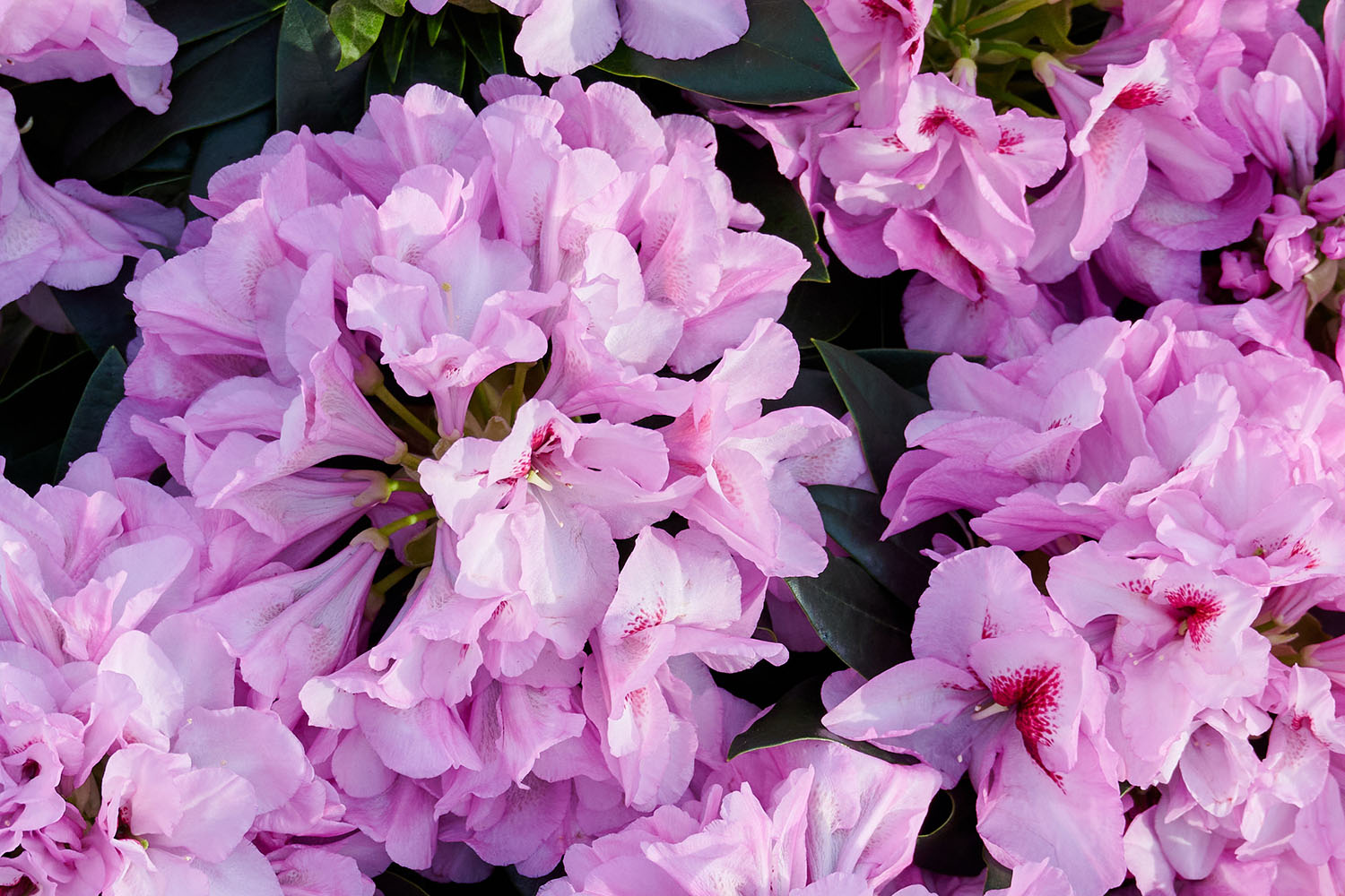 Rhododendron 'Hortinno Garden Lila' Rhododendron 'Hortinno Garden Lila'