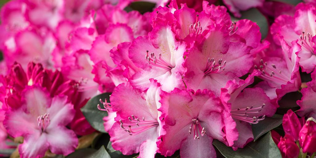 Rhododendron 'Hortinno Garden XXL' Rhododendron 'Hortinno Garden XXL'