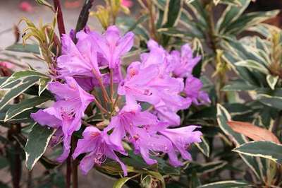 Rhododendron ponticum 'Variegatum'