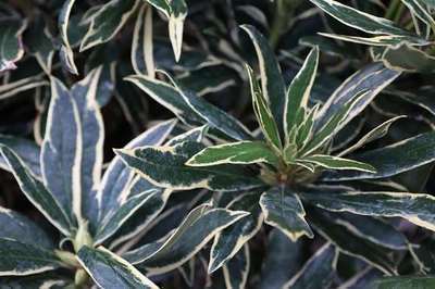 Rhododendron ponticum 'Variegatum'