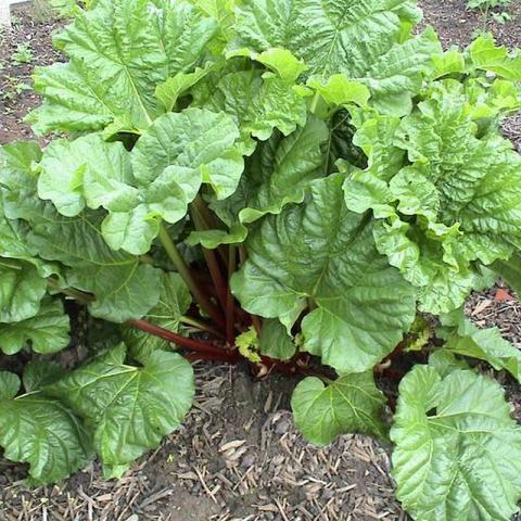 Rheum rhabarbarum