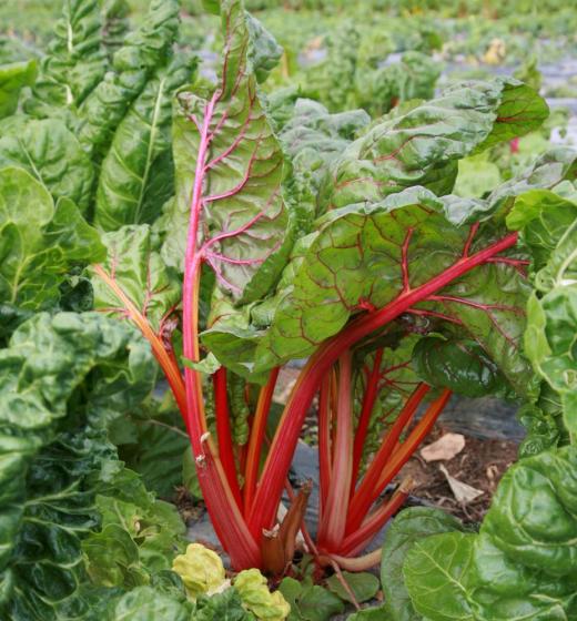 Rheum rhabarbarum