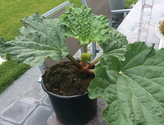 Rheum rhabarbarum 'Goliath' Rheum rhabarbarum 'Goliath'