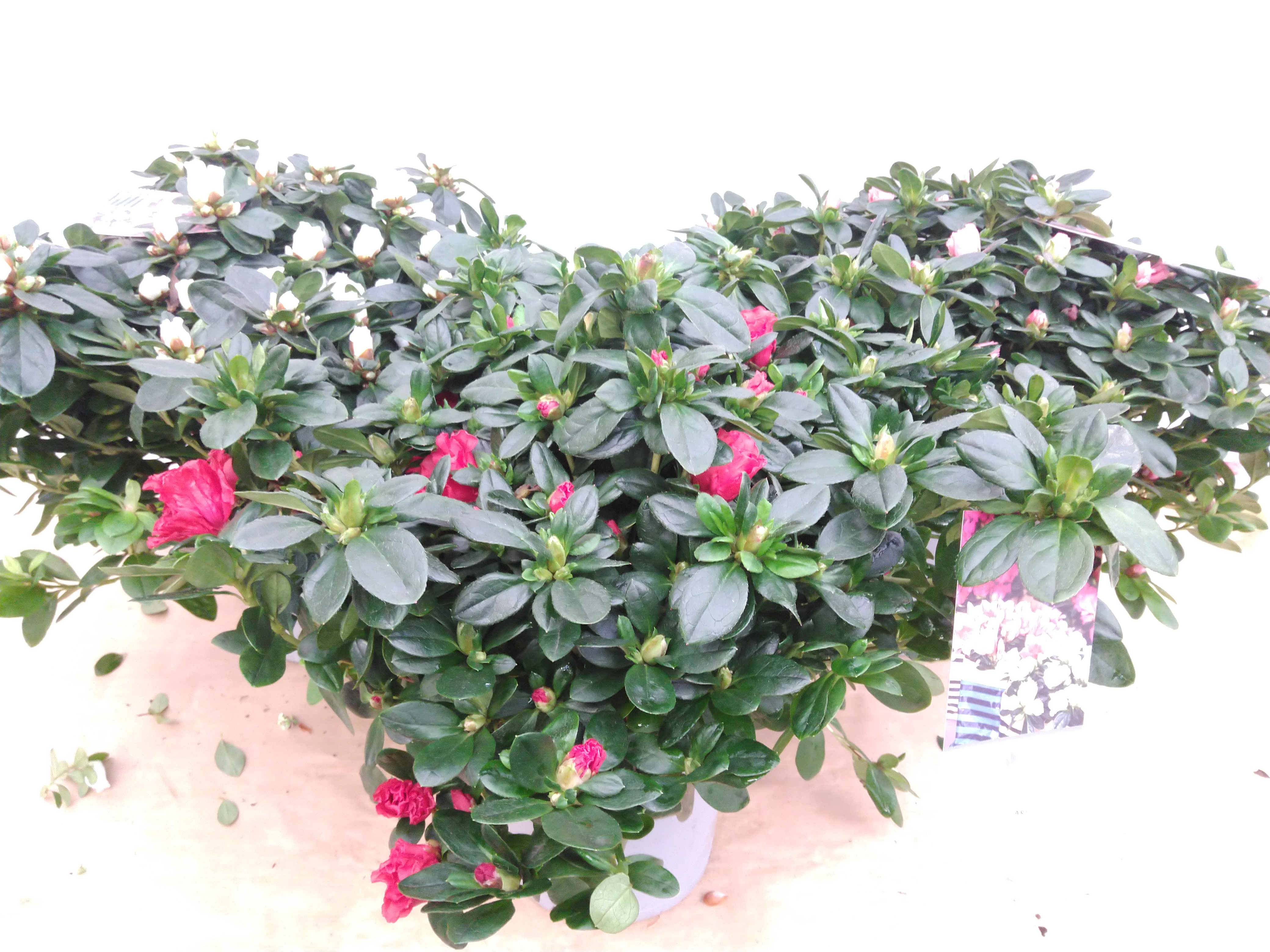 Rhododendron SI  'Flandresse XXL'