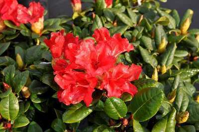 Rhododendron 'Scarlet Wonder' Rhododendron 'Scarlet Wonder'