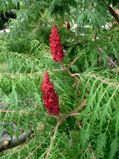 Rhus typhina 'Dissecta' Rhus typhina 'Dissecta'
