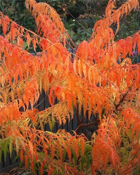 Rhus typhina 'Tiger Eyes' ®