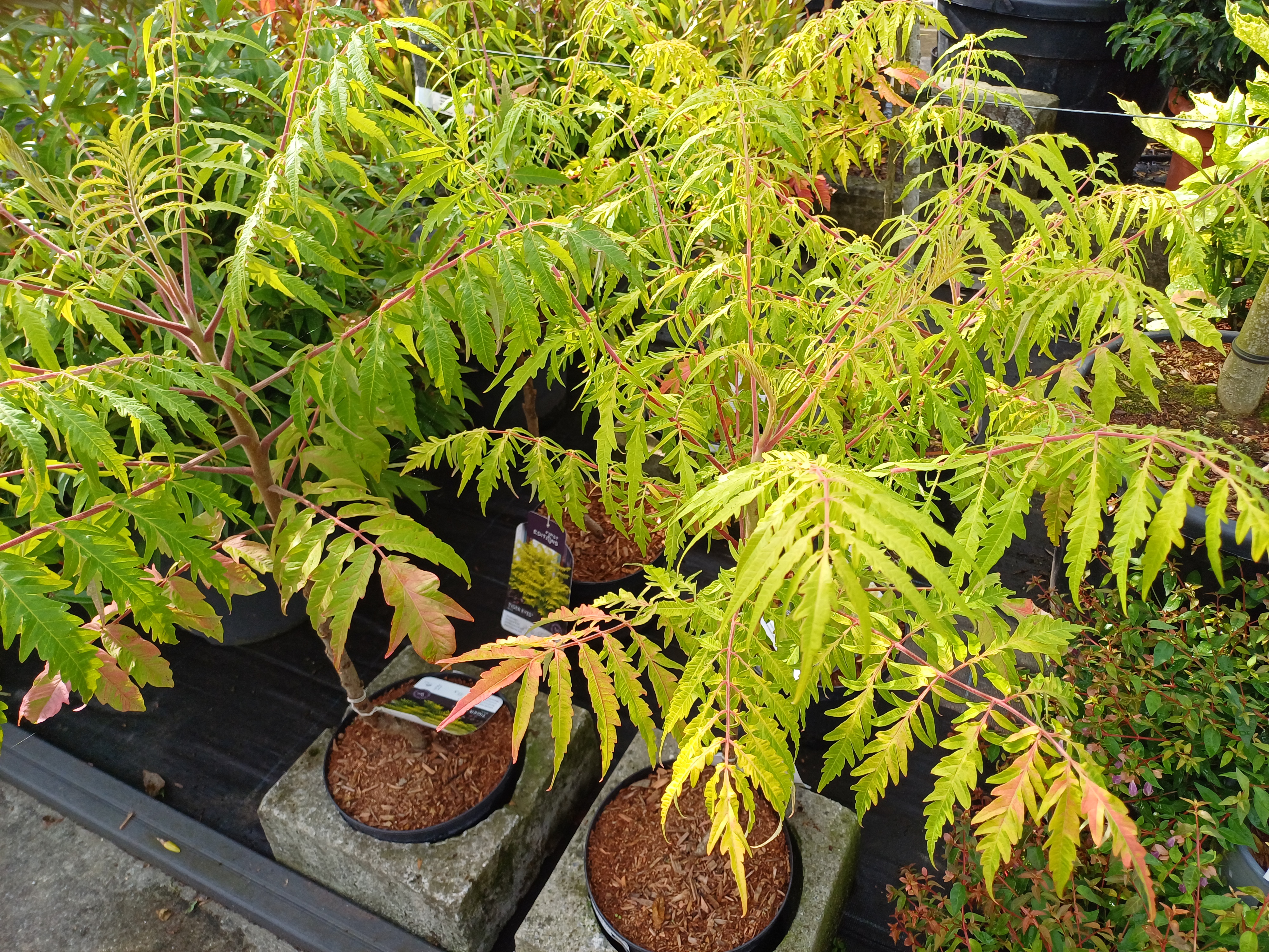Rhus typhina 'Tiger Eyes' ®