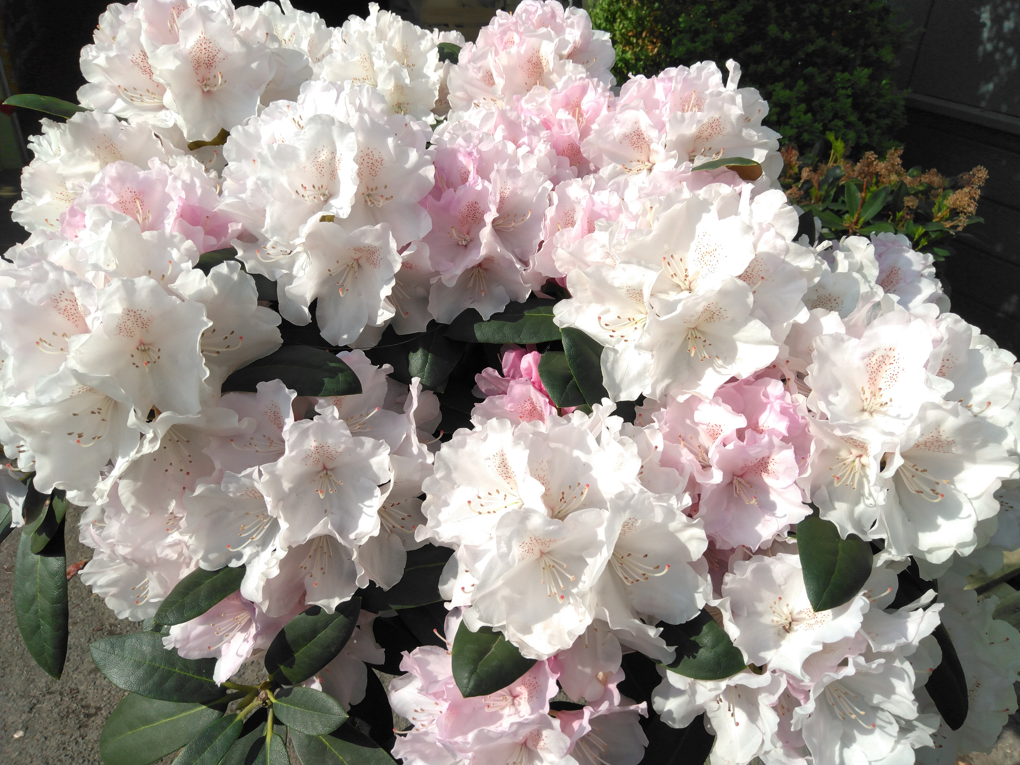 Rhododendron yak. 'Schneekrone'