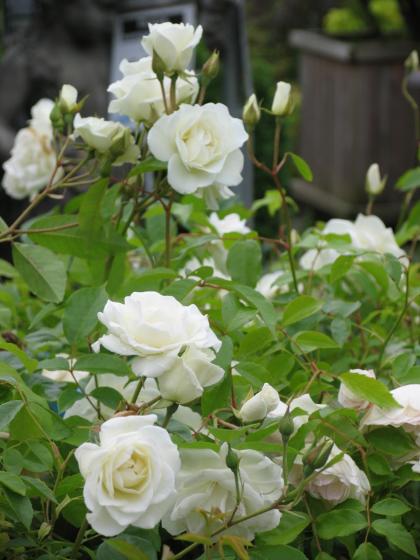 Rosa 'Iceberg' Rosa 'Iceberg'
