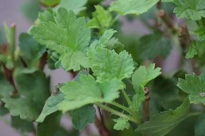 Ribes 'Jostaberry'
