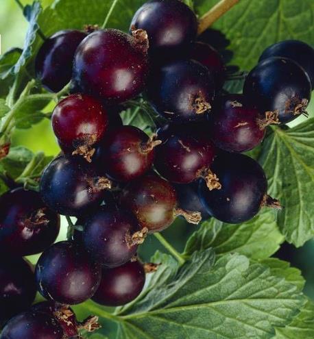 Ribes 'Jostaberry'