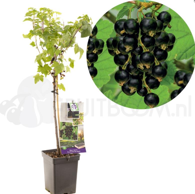 Ribes nigrum - Cassis op stam 90 cm Ribes nigrum - Cassis op stam 90 cm