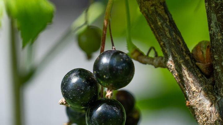 Ribes nigrum