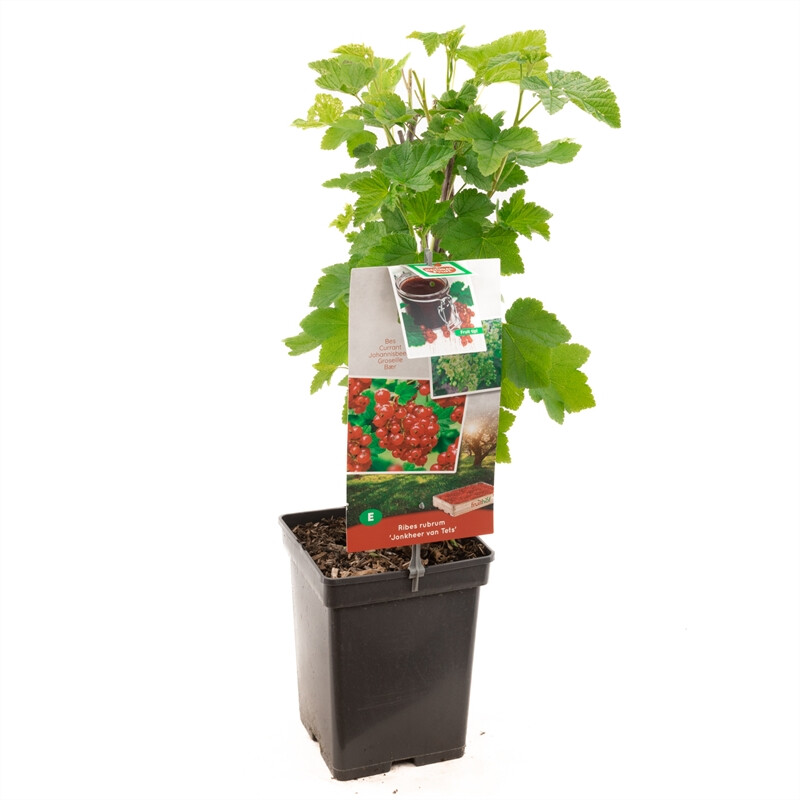 Ribes r. 'Jonkheer van Tets'